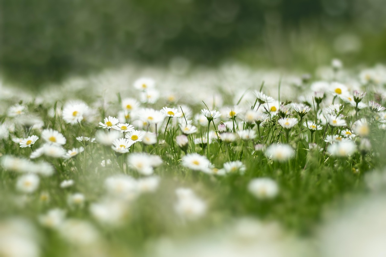 flower meadow, daisy, hd wallpaper, nature, flower, grass, meadow flowers, white, green, flower background, beautiful flowers, meadow, flower wallpaper