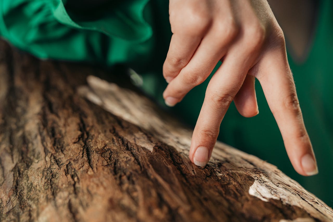 Hand gently touching textured tree bark, highlighting the natural details and textures of the wood.
